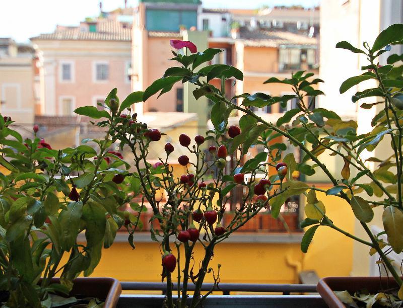 Bed and breakfast Ihabitaciones Pantheon&navona Roma